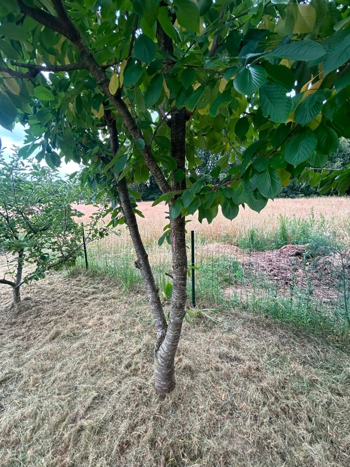 Diverse fruitbomen: appel, peer, kers en olijf, Ophalen, Lente, Volle zon, Appelboom