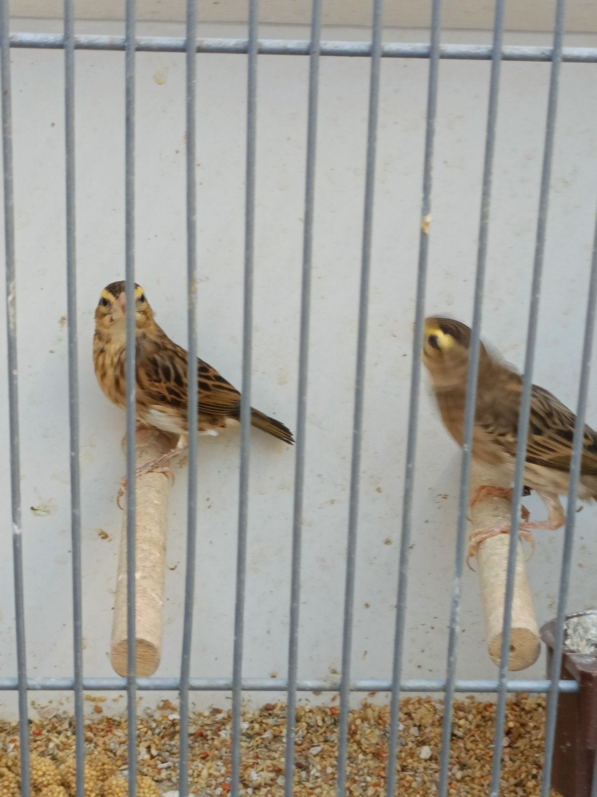 Napoleon wevers, Dieren en Toebehoren, Vogels | Overige Vogels, Meerdere dieren, Geringd