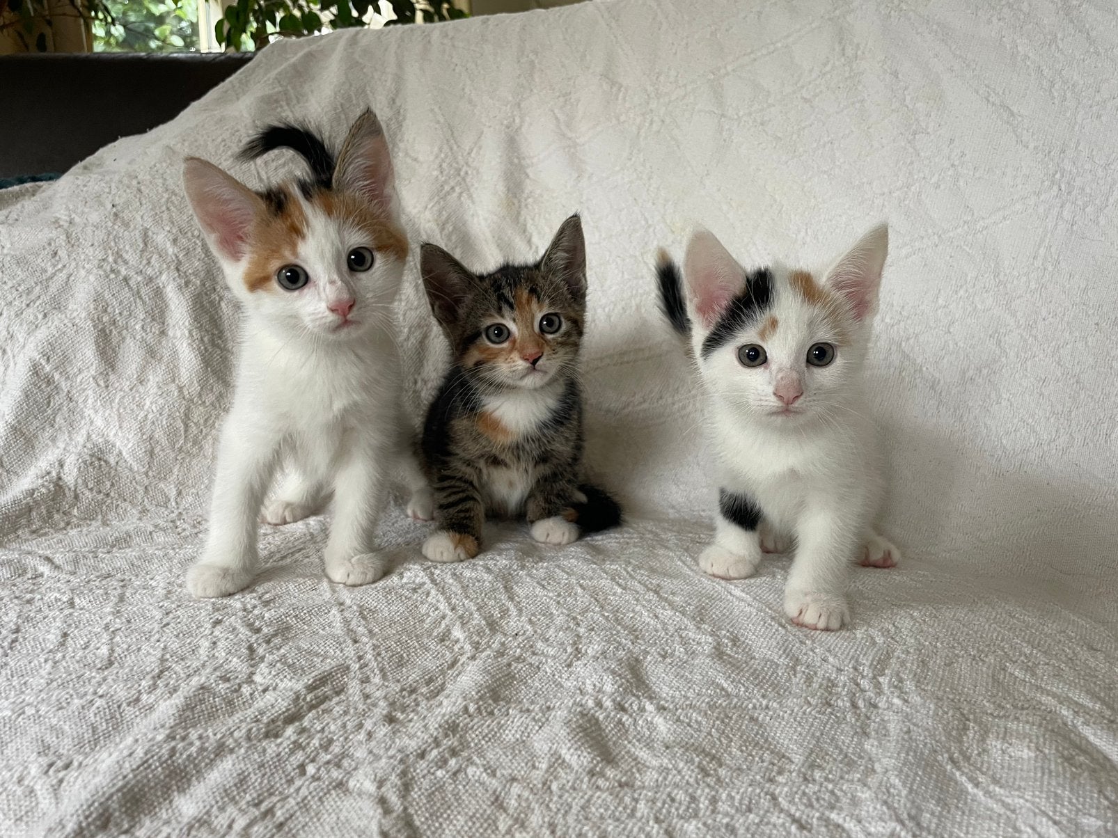 Mooie lieve KITTEN, Dieren en Toebehoren, Poes, Kortharig, 0 tot 2 jaar