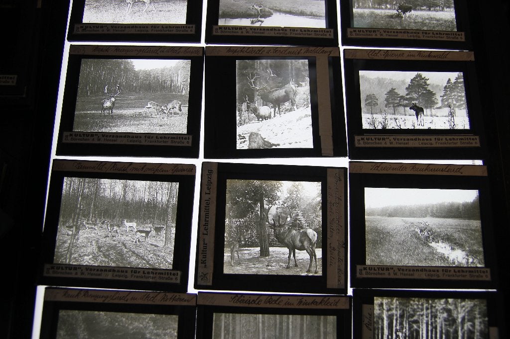 27 glasdia's van herten en reeen. Toverlantaarn, Ophalen of Verzenden