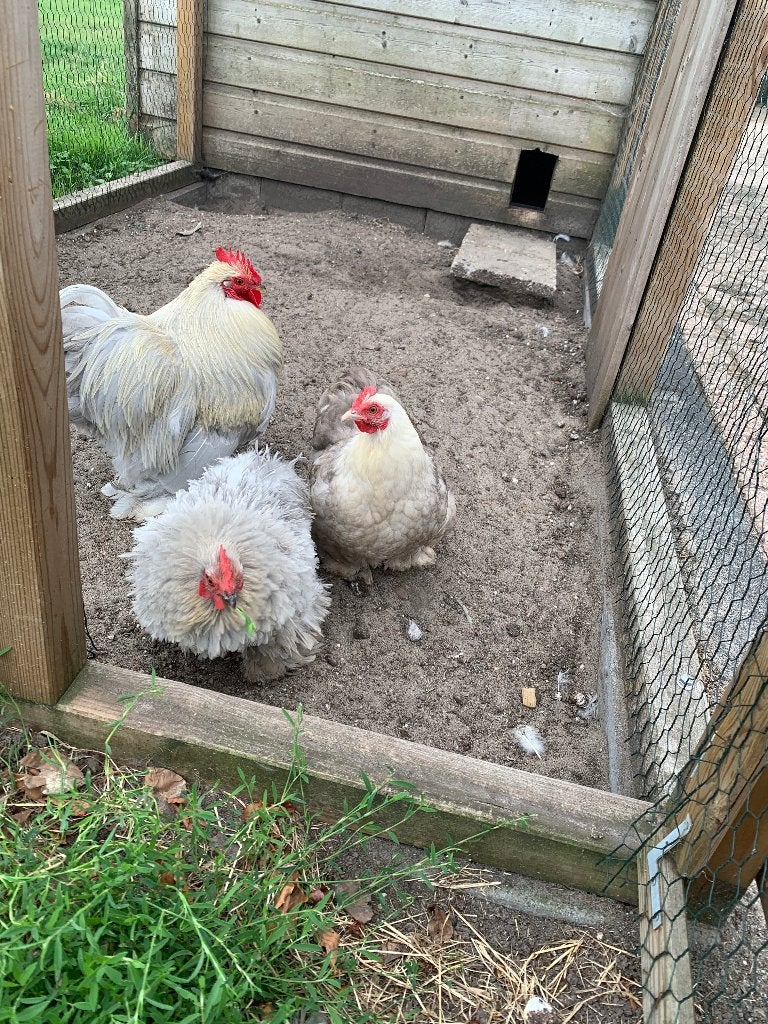 Cochin broedeieren, Geslacht onbekend, Kip