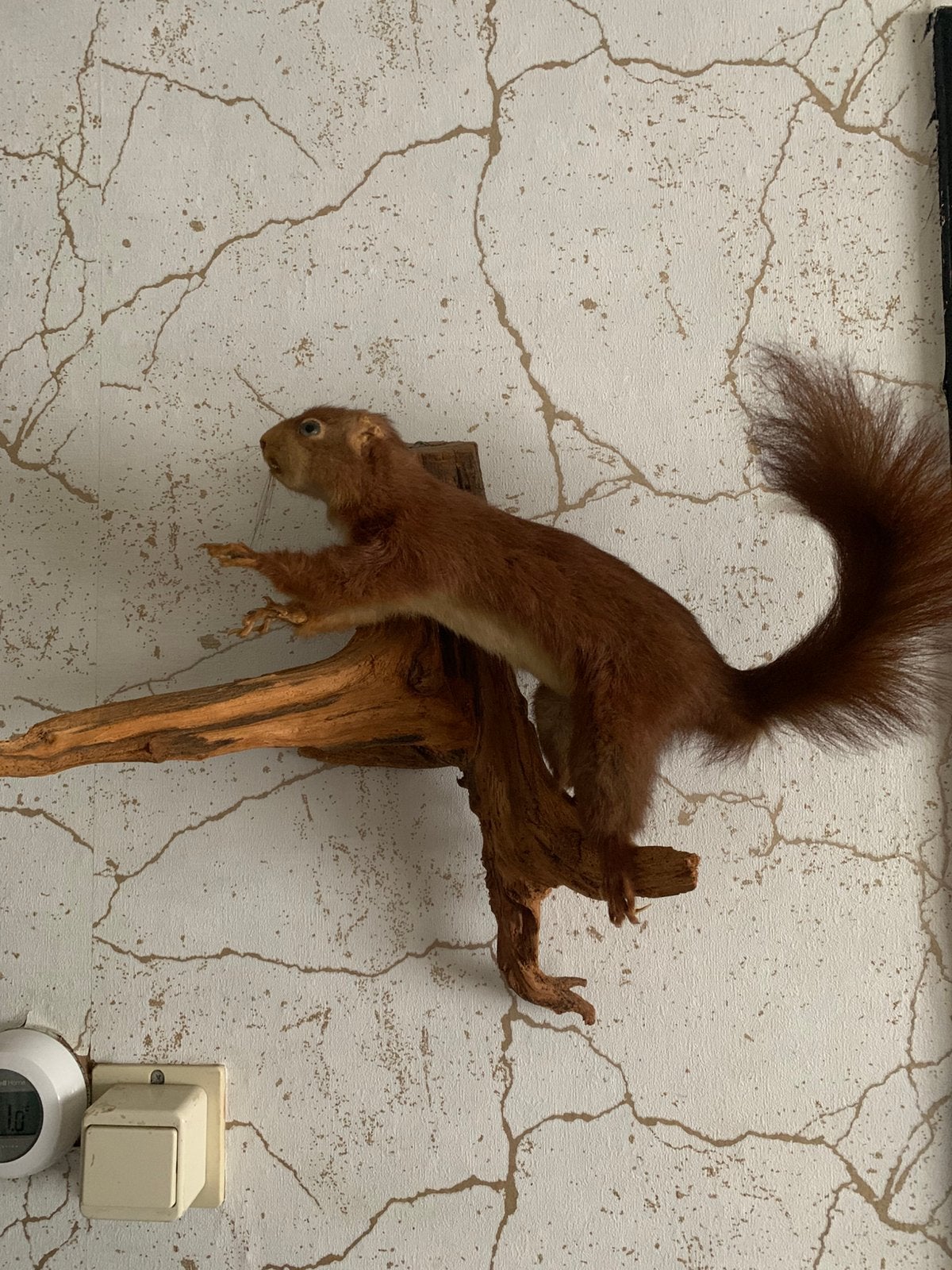 Opgezette eekhoorn taxidermie, Ophalen of Verzenden, Zo goed als nieuw, Wild dier, Opgezet dier