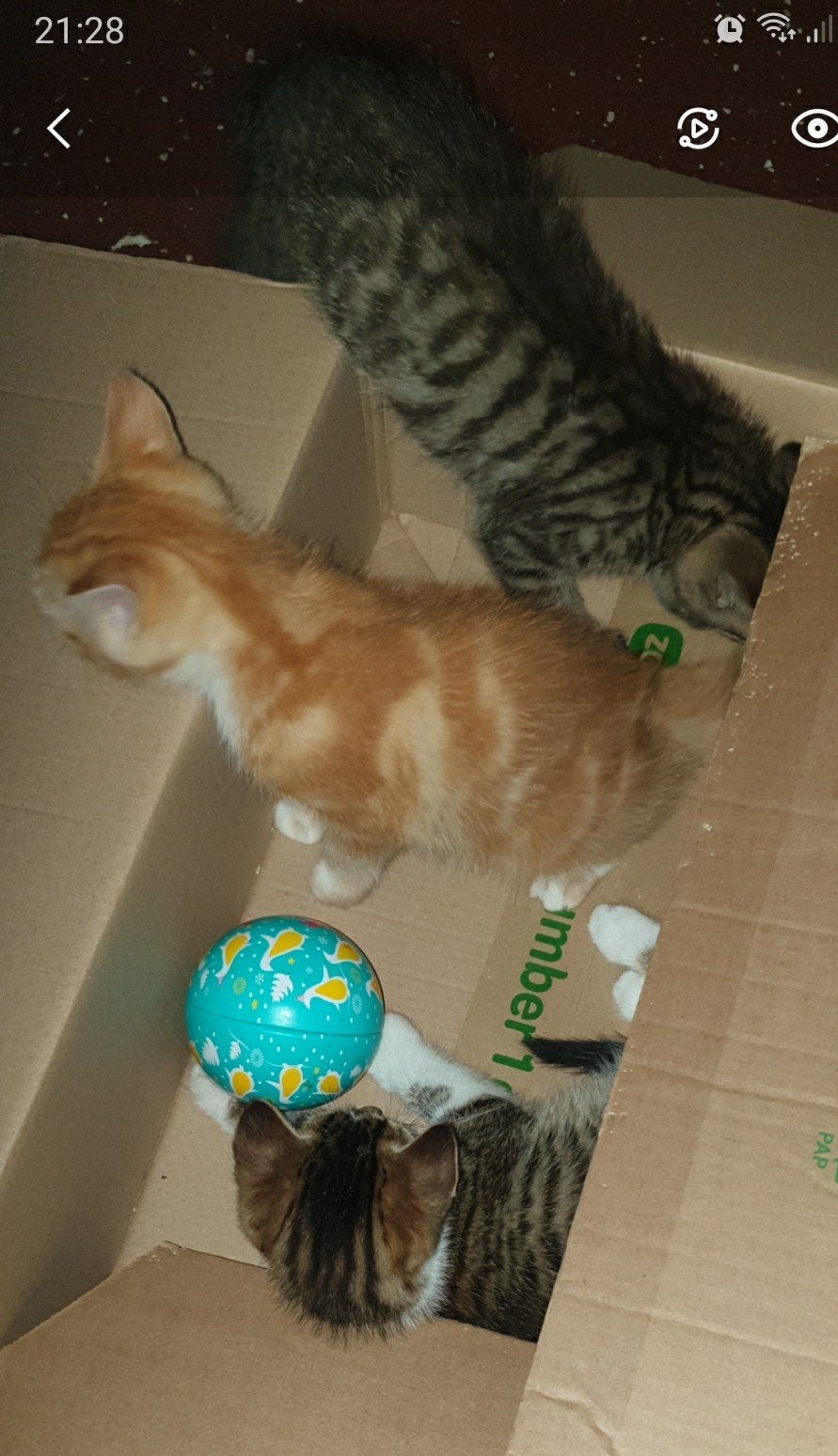 Kittens 9 weken mogen het nest per direct verlaten, Meerdere dieren, Kortharig, 0 tot 2 jaar