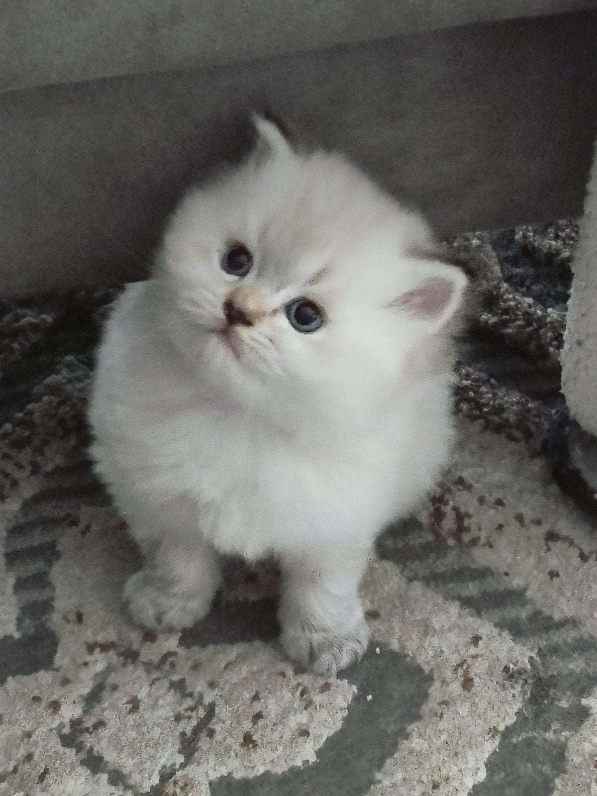 Kruising perziche kitten, Ontwormd