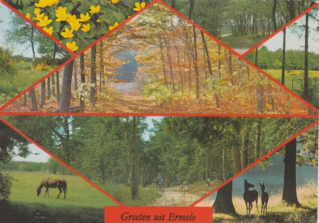 ERMELO Bosgezichten Paard Groeten, Verzenden, 1980 tot heden, Gelopen, Gelderland