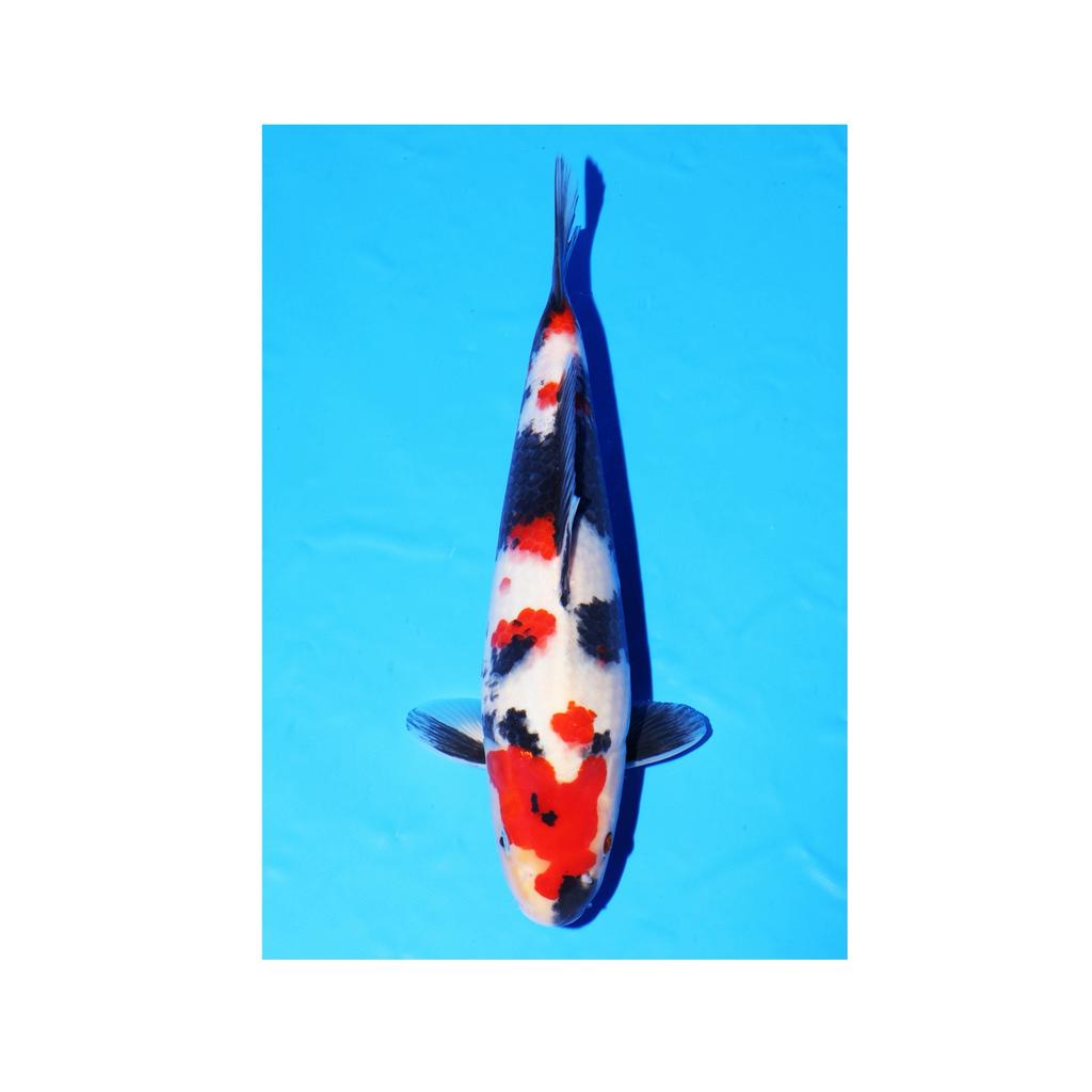 HQ showa show kwaliteit JUMBO Tosai, Karper of Koi