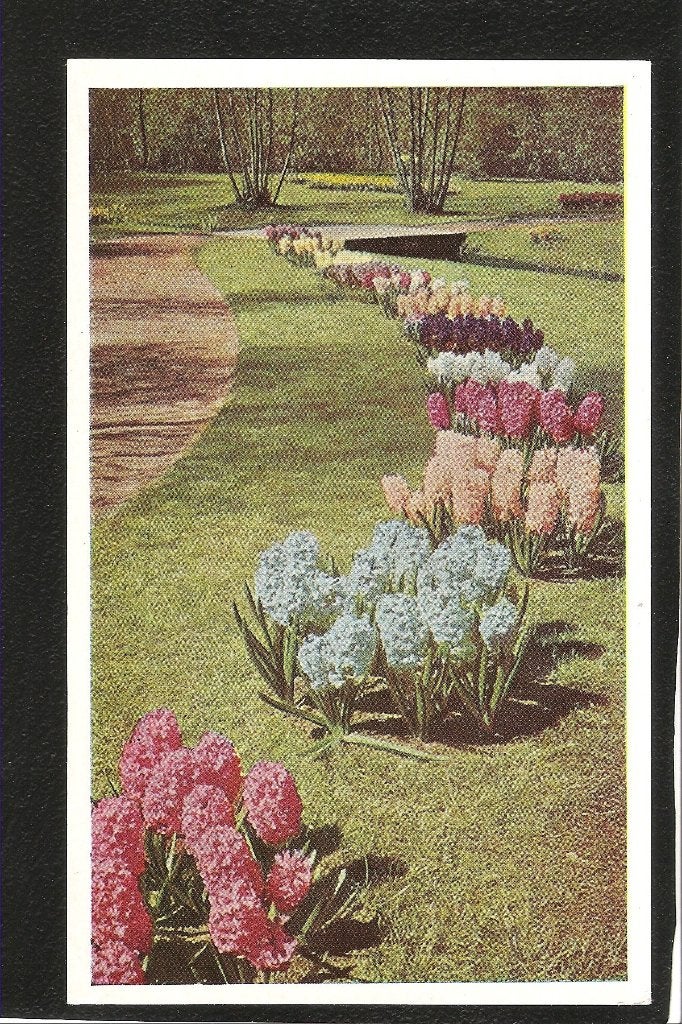 Lisse, Keukenhof, Verzamelen, Ophalen of Verzenden, 1960 tot 1980, Ongelopen, Zuid-Holland