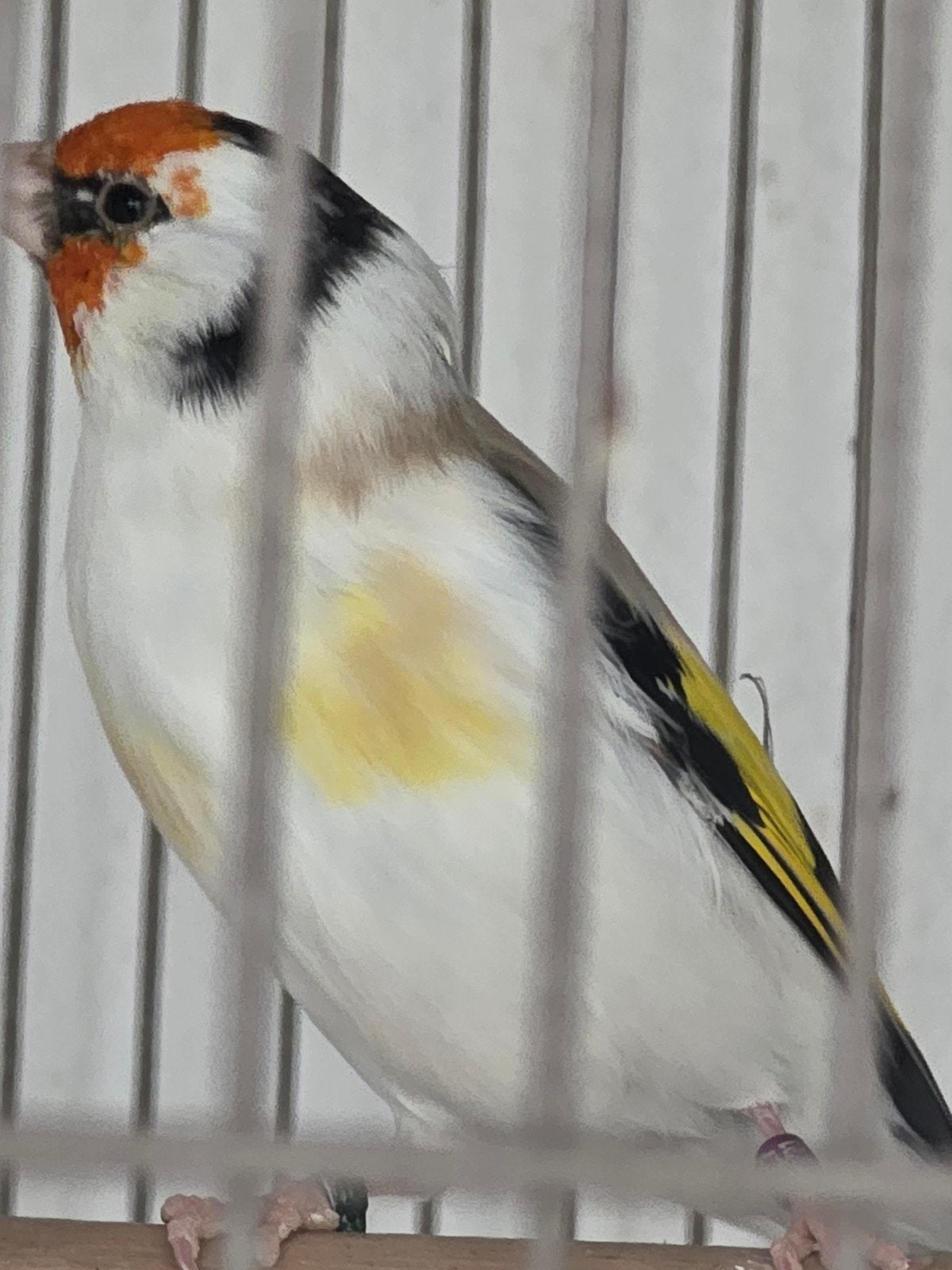 majoor putter Man 2021, Dieren en Toebehoren, Mannelijk, Wildzangvogel