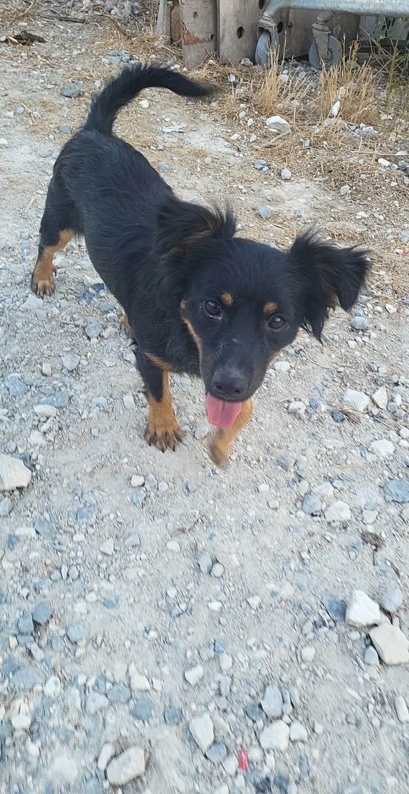 kokoni  x Tesoro verdient een huis, 1 tot 2 jaar, Buitenland, Parvo, Eén hond