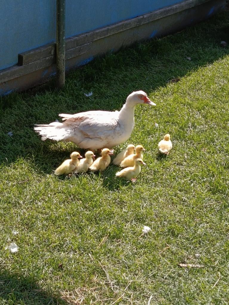Muskuseend met 7 kuikens te koop, Dieren en Toebehoren, Pluimvee, Kip