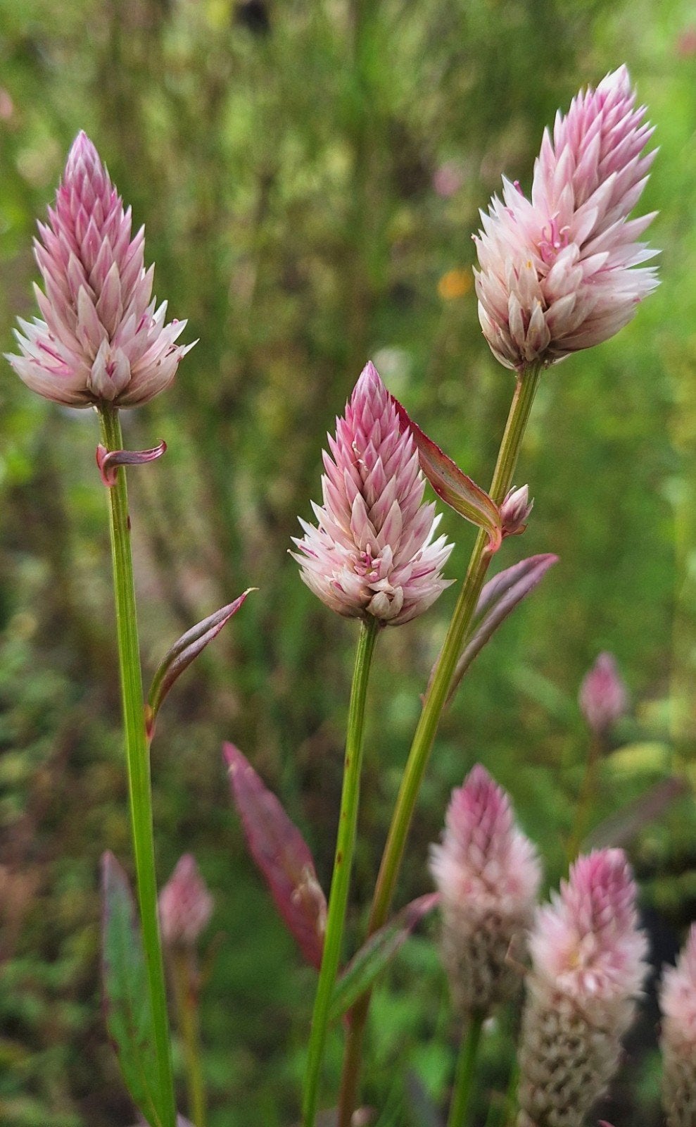 Celosia ' Xantippe', Tuin en Terras, Ophalen of Verzenden, Volle zon