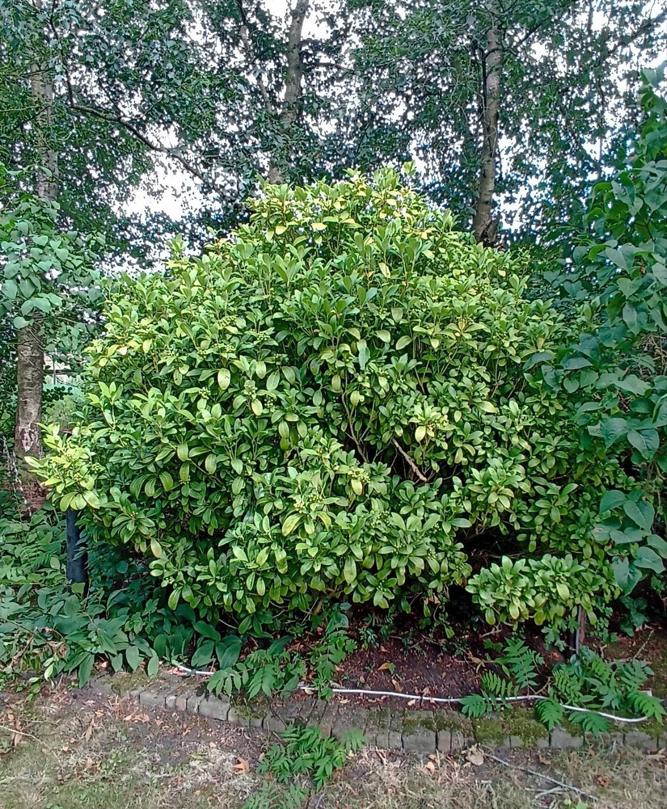 Grote volwassen tuinplanten te koop, Ophalen, Overige soorten