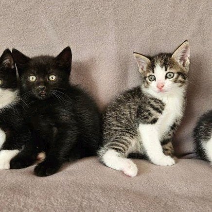 schattige halfras kittens, Meerdere dieren, Kortharig, 0 tot 2 jaar