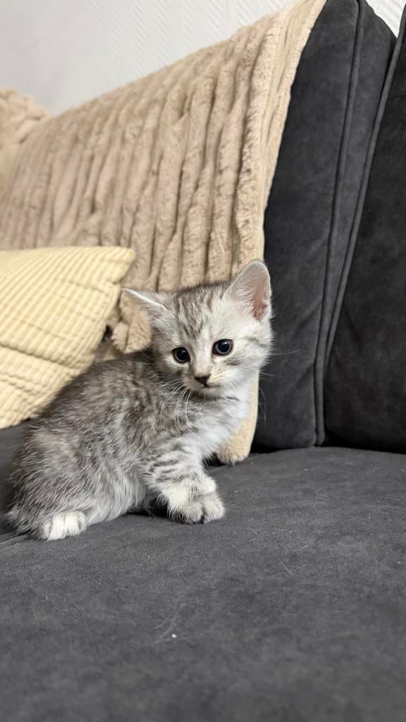 Tabby/brits kitten, Dieren en Toebehoren, Katten en Kittens | Raskatten | Korthaar, Meerdere dieren