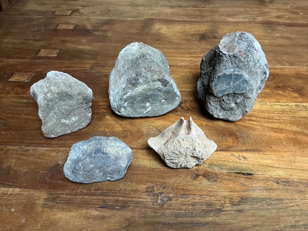 XL FoSSieLe WeRVeLS WaLViS DoLFijN KaDo NaTuuR Zee LeuK Mooi, Verzamelen, Mineralen en Fossielen, Ophalen of Verzenden, Fossiel