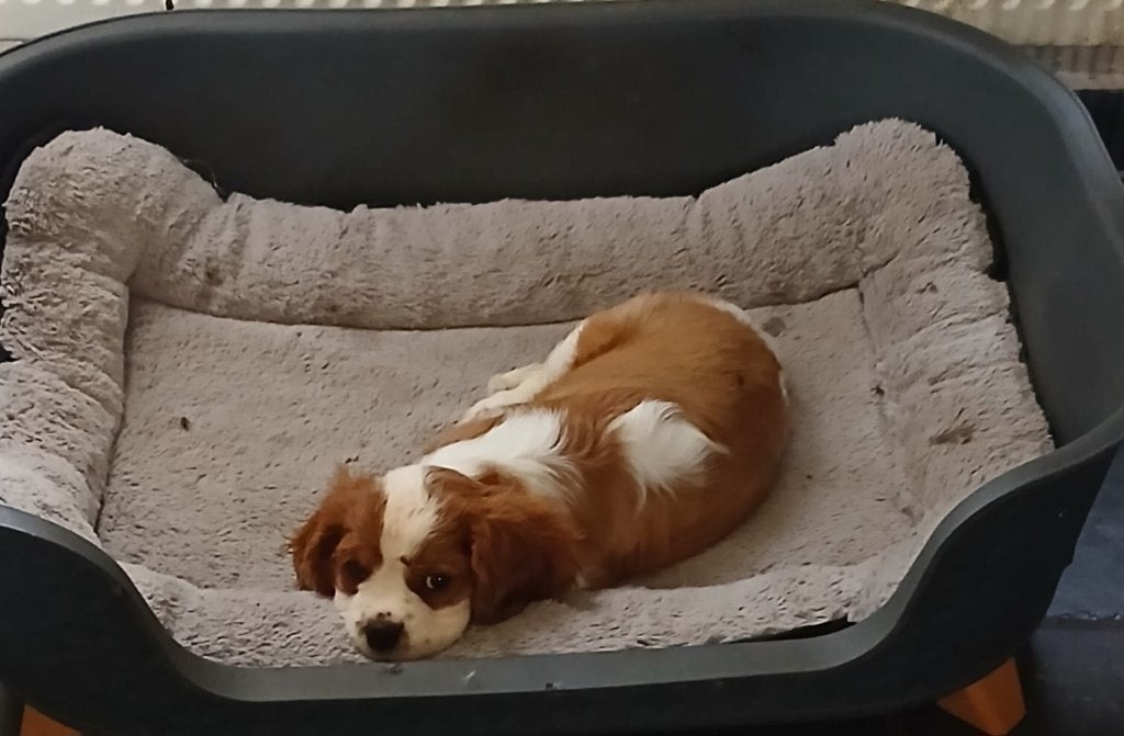 cavalier king charles (teefje), Parvo, België, Particulier, Overige rassen