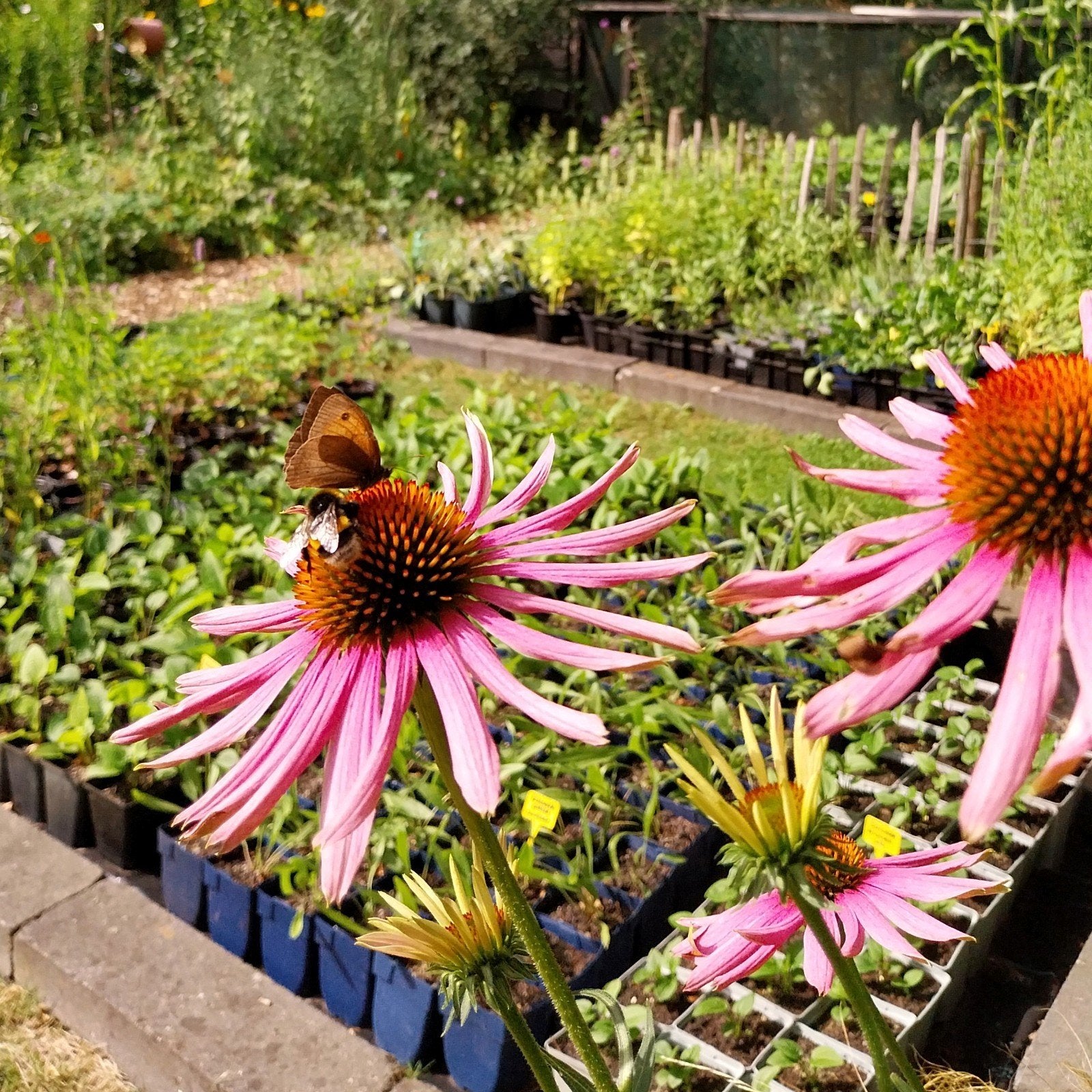Vaste tuinplanten • kwekerij De Zonnehoed, Ophalen, Vaste plant