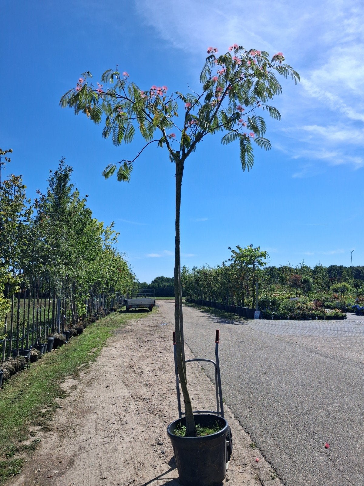 Perzische Slaapboom (Albizia julibrissin) - Bloeiende boom, Tuin en Terras, Planten | Bomen, 250 tot 400 cm, Zomer, Volle zon