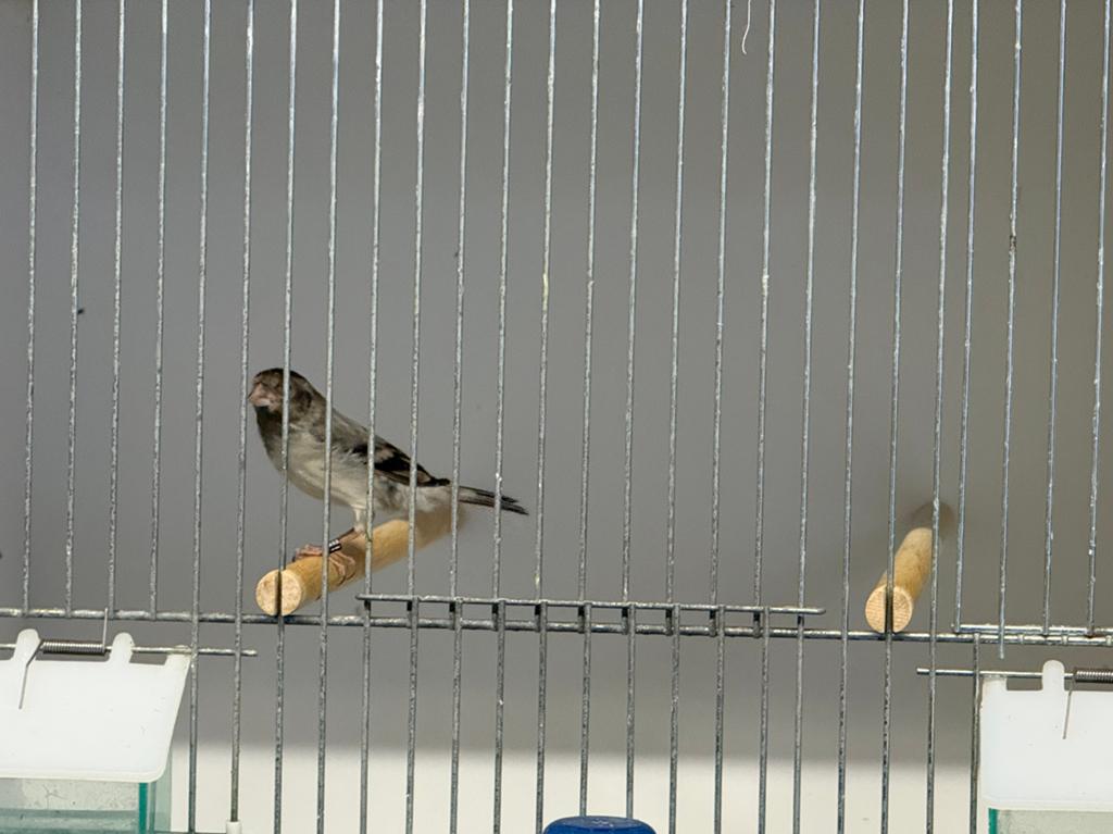 F1 Kapoetsensijs x Kanarie Bastaard man, Dieren en Toebehoren, Vogels | Kanaries, Mannelijk, Bastaard