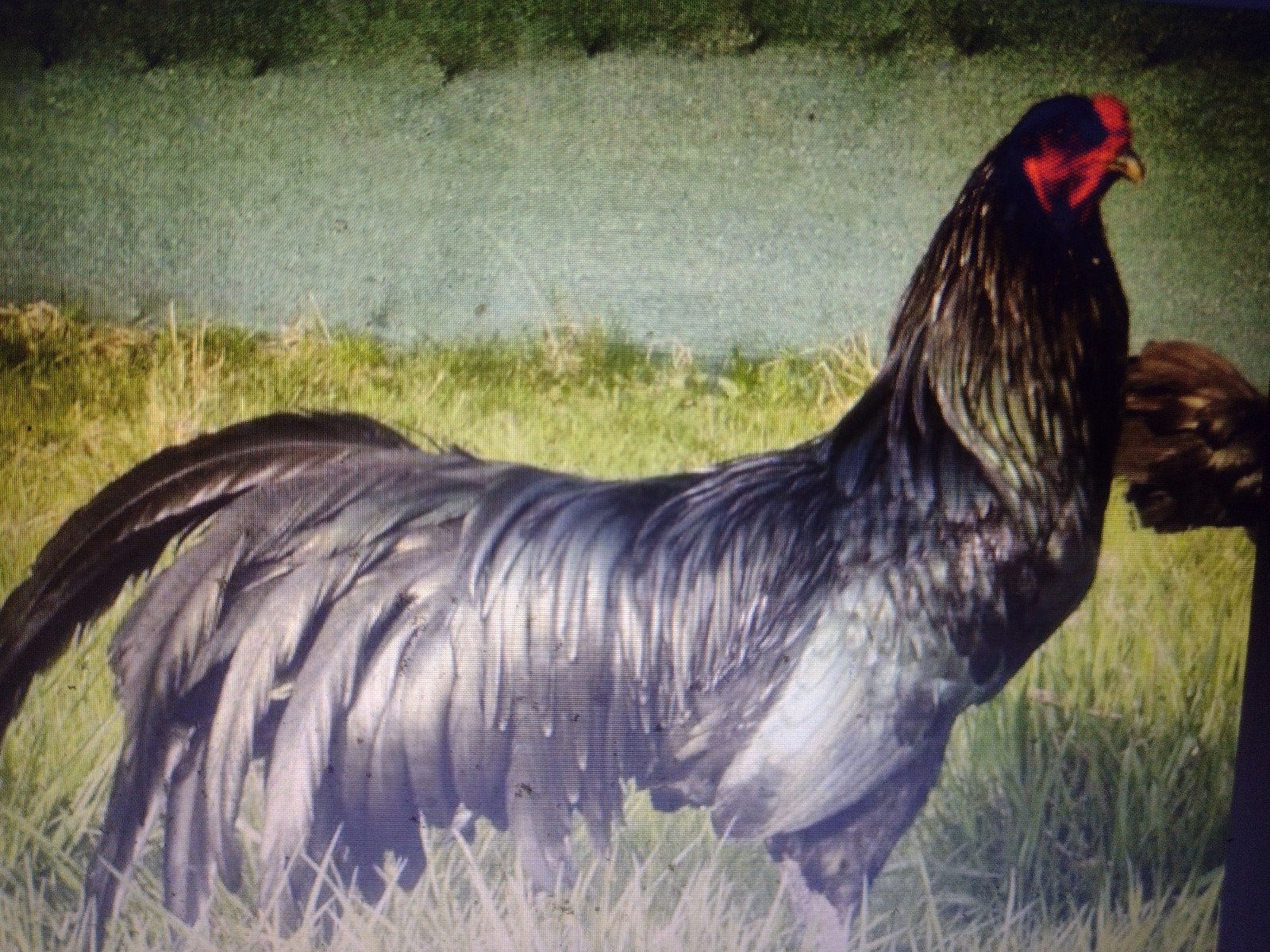 Te koop: grote Sumatra kippen # Ayam Durasi # lachkippen #, Ophalen, Drinken en Voederen