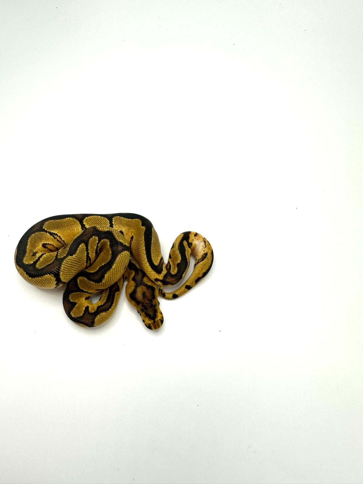 Diverse Python regius - koningspythons, Dieren en Toebehoren, Slang, Tam, 0 tot 2 jaar