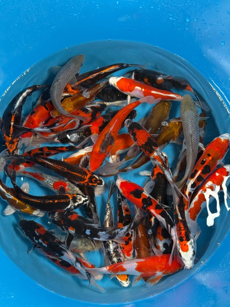 Kase Tosai Mix | 16–20 cm, Karper of Koi