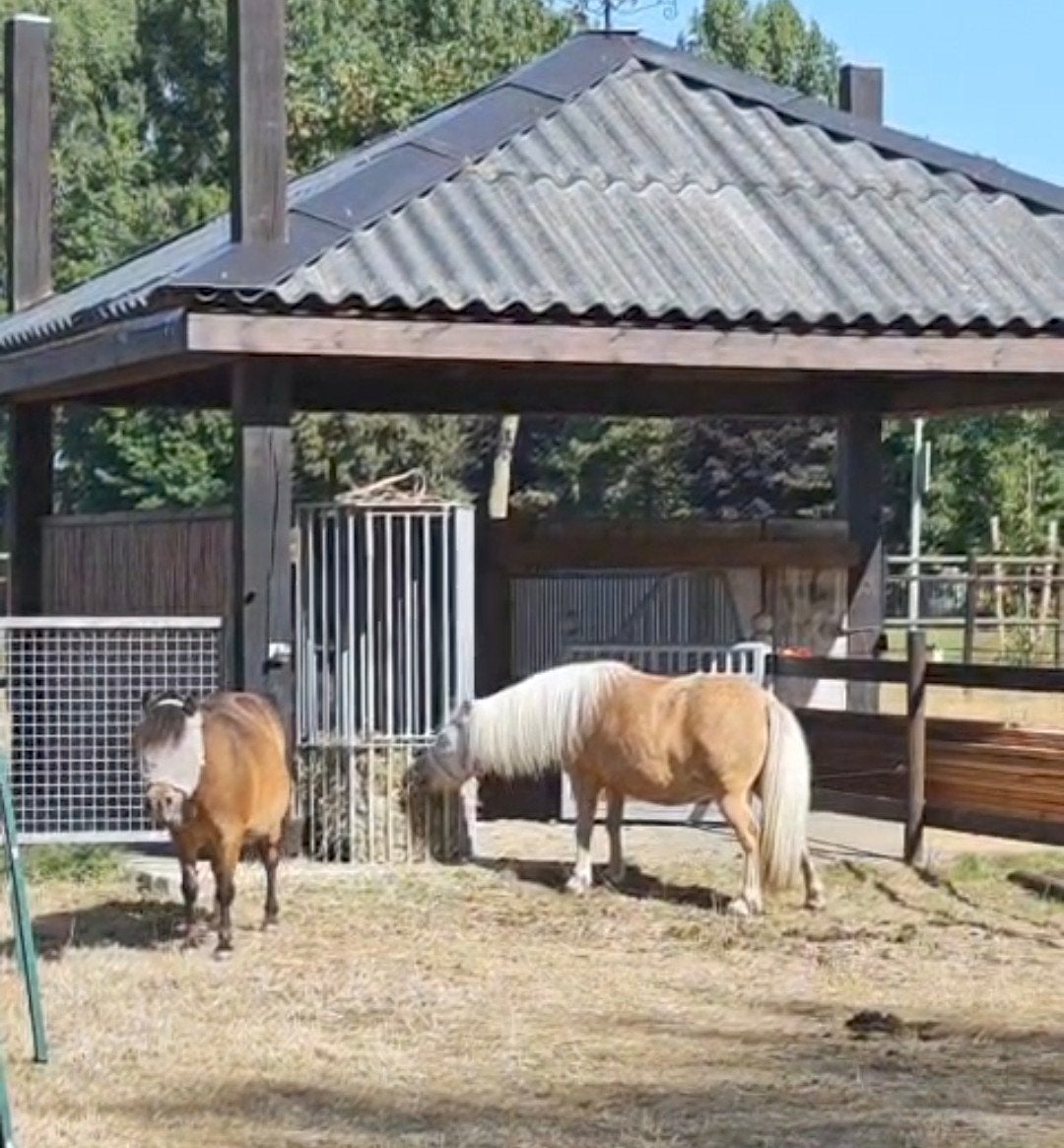 Growi vrijstaande hooiruif, slowfeeder, Dieren en Toebehoren, Paarden en Pony's | Overige Paardenspullen, Ophalen, Gebruikt