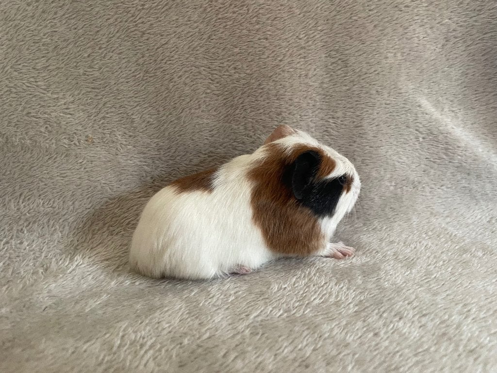 Jonge cavia’s, Dieren en Toebehoren, Cavia, Juni, Meerdere dieren, Tam