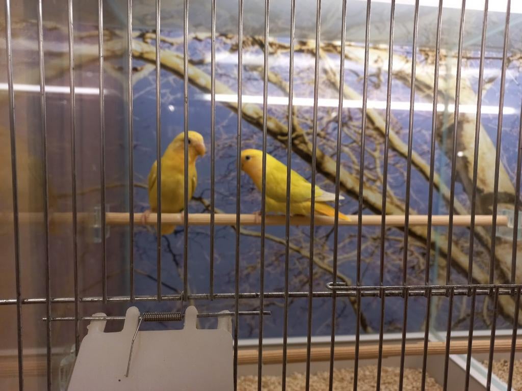 Agapornis Roseicollis, dwergpapegaai, Meerdere dieren, Dwergpapegaai of Agapornis