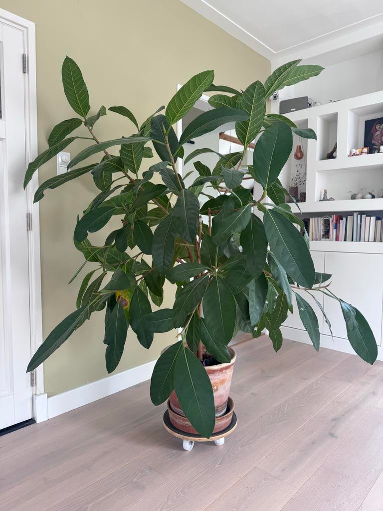 Grote Ficus plant in pot, Ophalen, Ficus, Halfschaduw, In pot