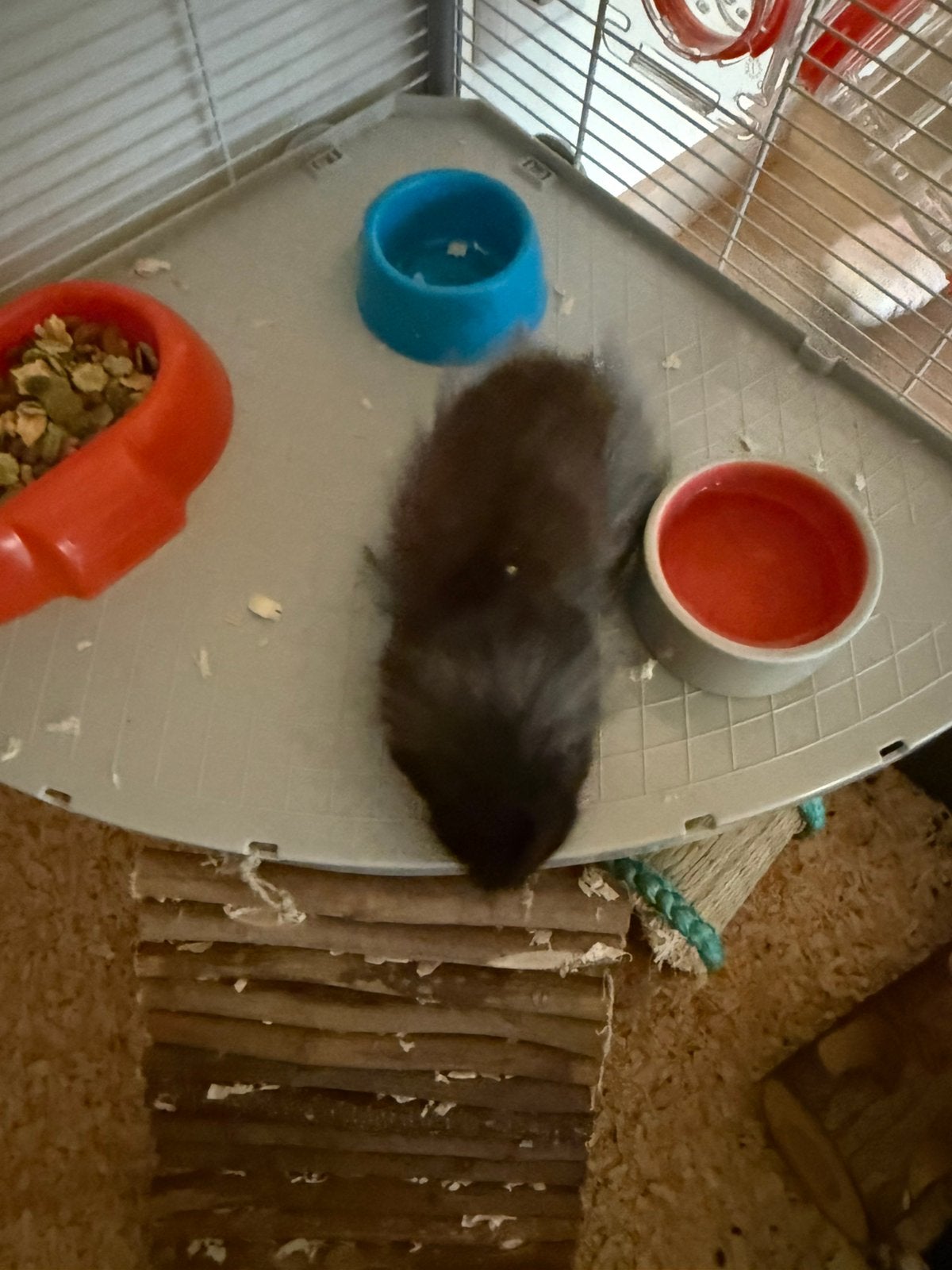Syrische hamster, Dieren en Toebehoren, Maart, Mannelijk, Hamster
