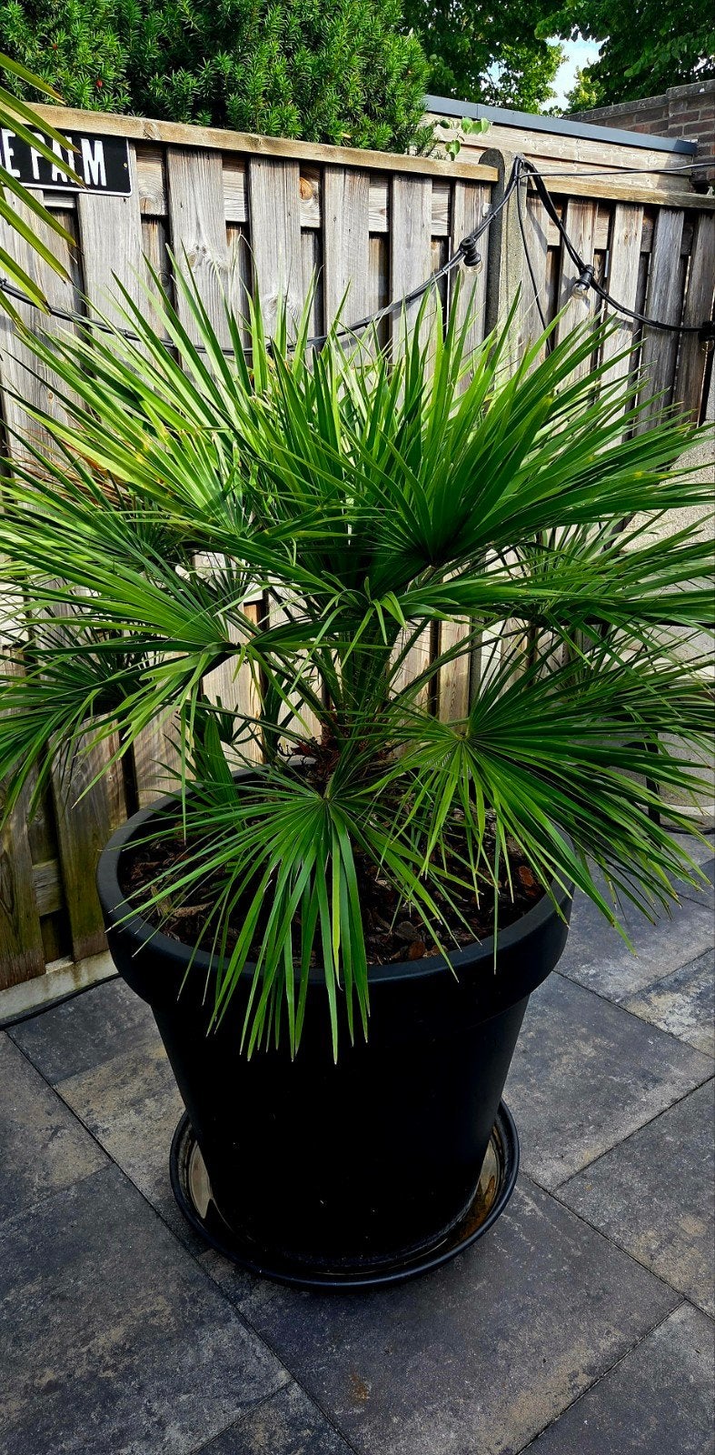Chamaerops humilis, palm, Ophalen, Overige soorten, Volle zon
