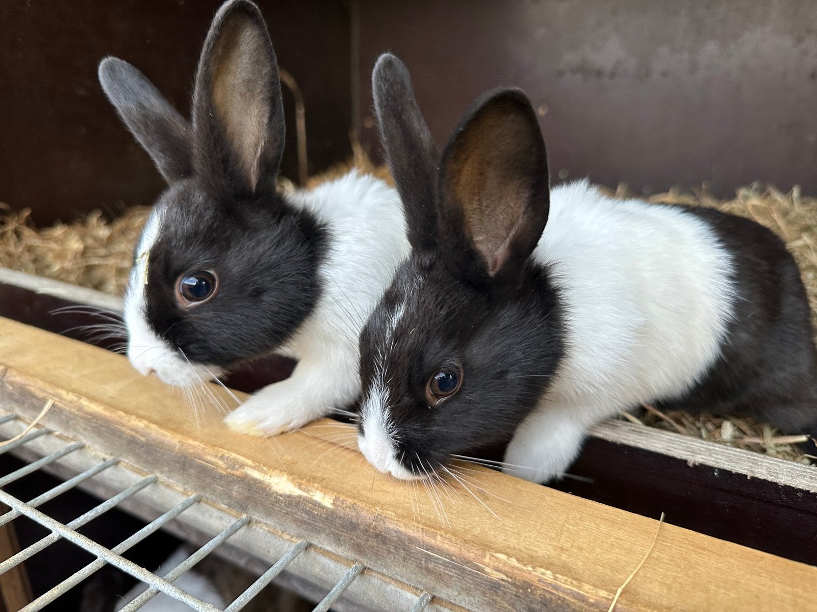 Hollander konijntjes, Dieren en Toebehoren, Konijnen, Dwerg, Mannelijk, 0 tot 2 jaar