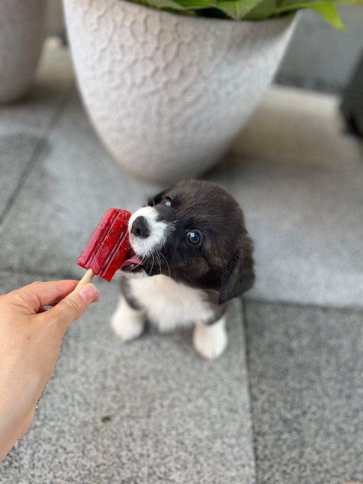 Corgi pup, Fokker | Hobbymatig, Overige rassen, 8 tot 15 weken, Buitenland