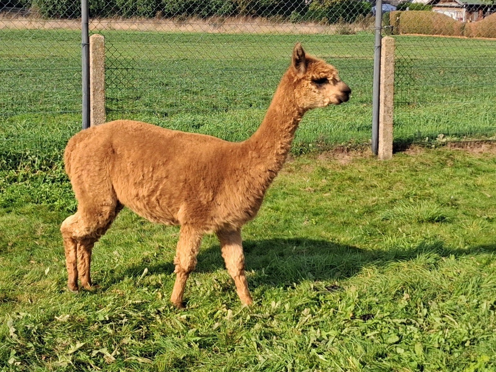 Alpaca merrie met hengst veulen, Dieren en Toebehoren, Juni, Meerdere dieren