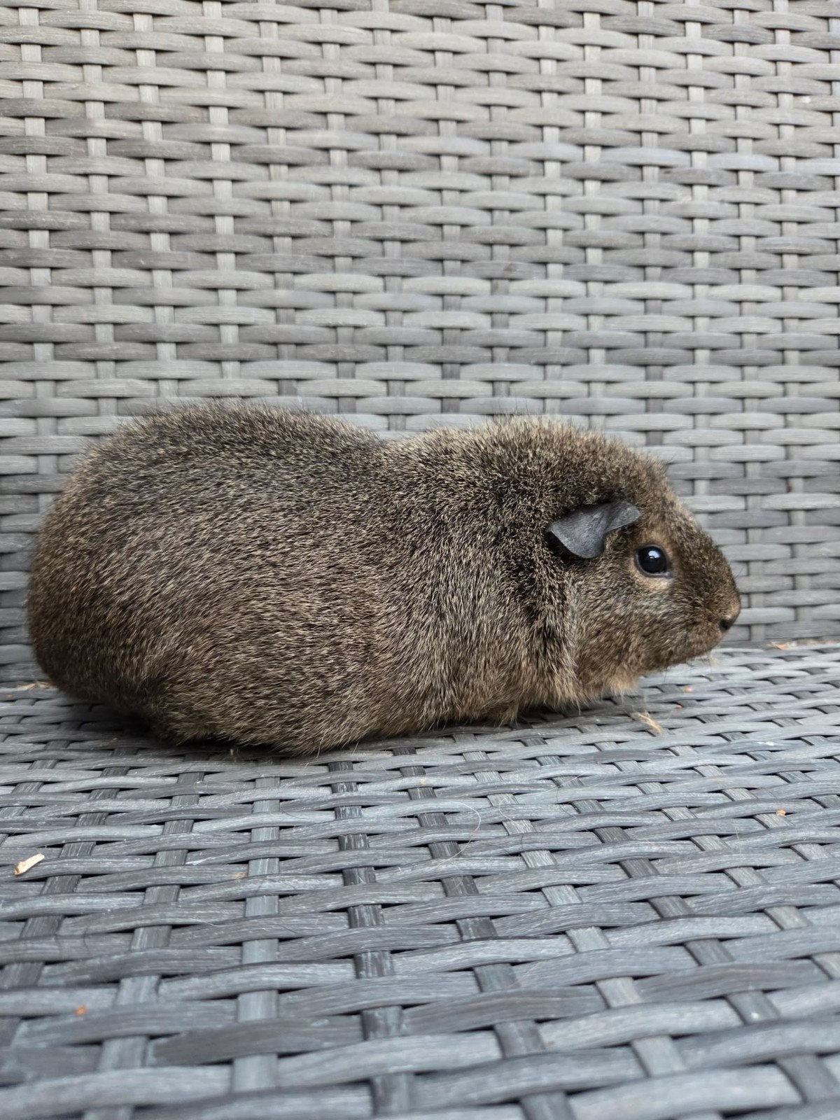 cavia zeug, Cavia, Juni, Vrouwelijk, Tam
