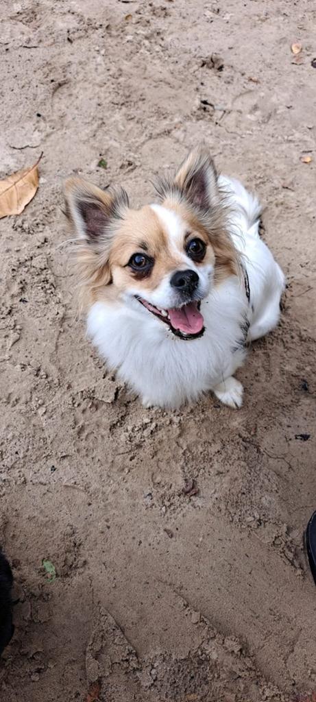 Chihuahua puppy's, 8 tot 15 weken, Meerdere, Meerdere dieren, Chihuahua