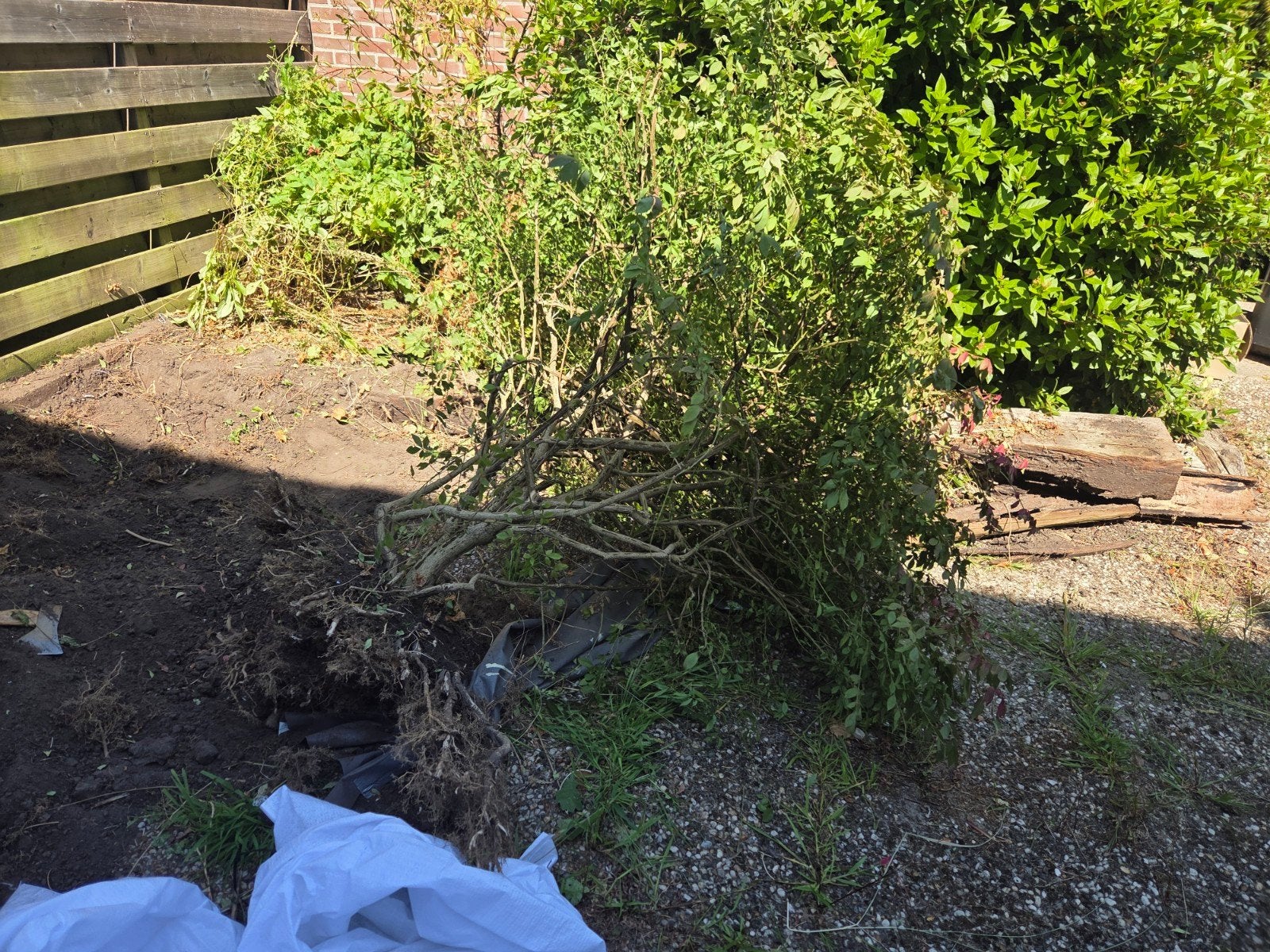 Gratis struik/plant voor in de tuin, Overige soorten, Volle zon, Vaste plant, Ophalen of Verzenden
