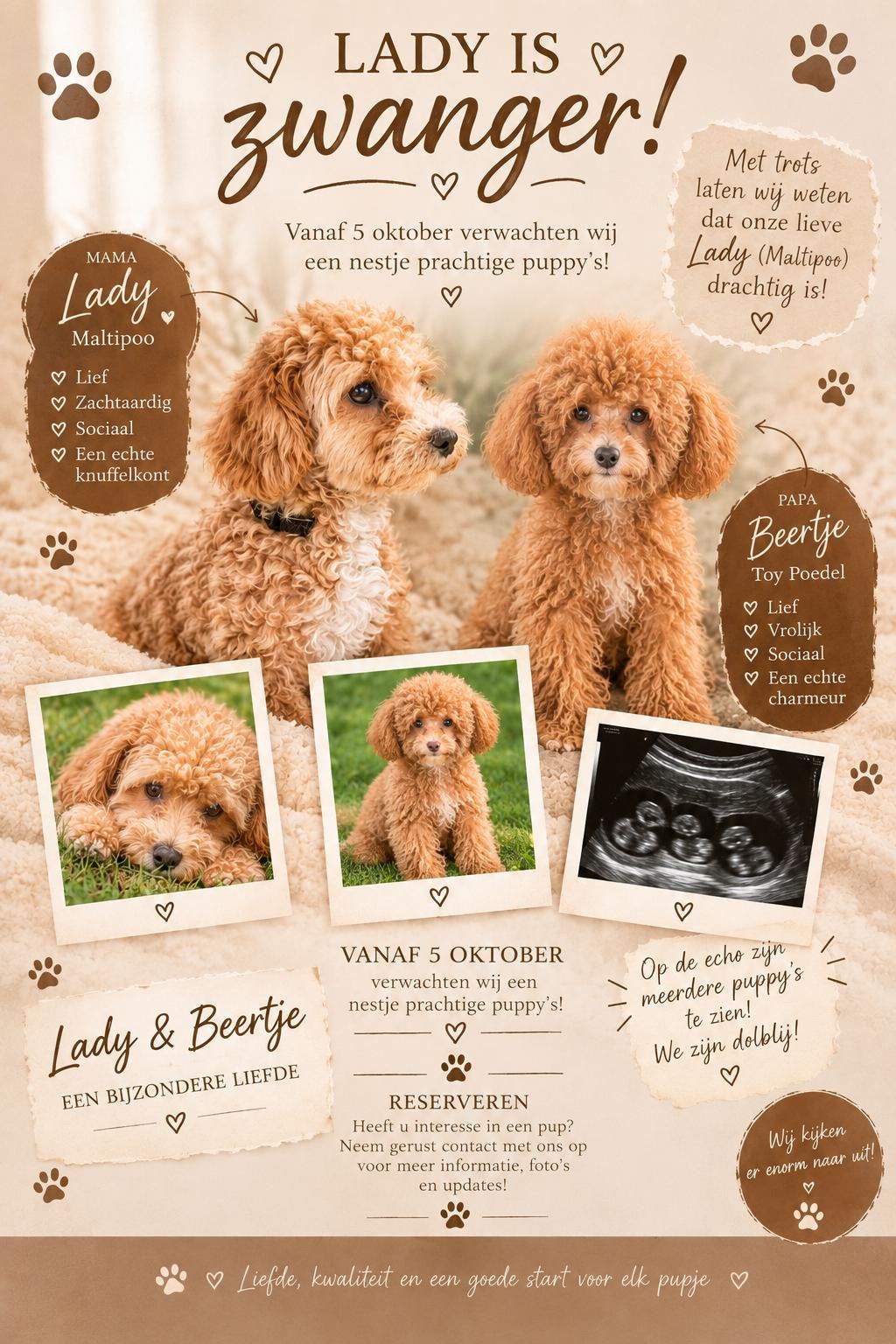 Maltipoo/toypoedel puppy’s nu te reserveren, Poedel, 8 tot 15 weken, Geslacht onbekend, Meerdere