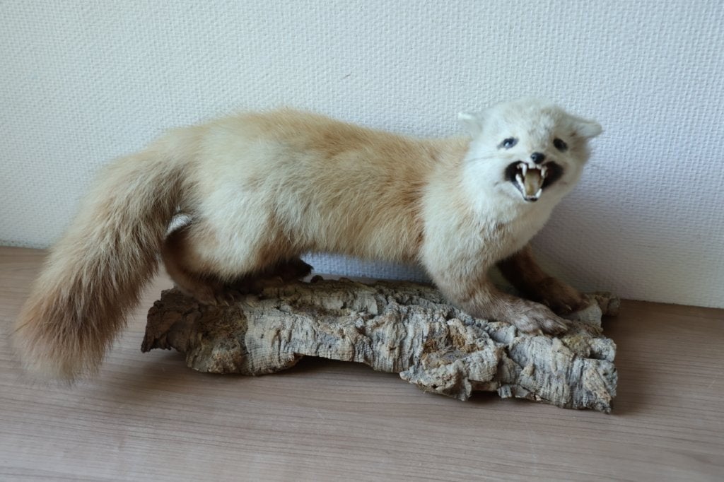 Taxidermie opgezette marter, Verzamelen, Dierenverzamelingen, Ophalen of Verzenden, Gebruikt, Wild dier, Opgezet dier