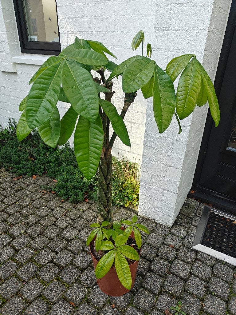 Kamerplant Pachira Aquatica, Ophalen, 100 tot 150 cm, Overige soorten, Halfschaduw