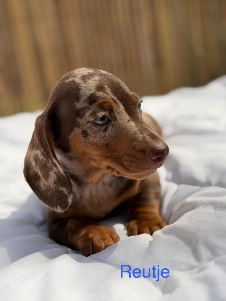 Zeer lieve en mooie dwergteckel pup reu - Dwerg teckel pup, Reu, 8 tot 15 weken, Korthaar, Dwerg