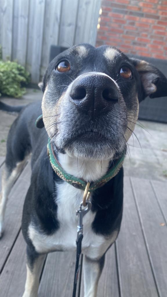 Nieuw thuis gezocht, Reu, 1 tot 2 jaar, Parvo, Eén hond