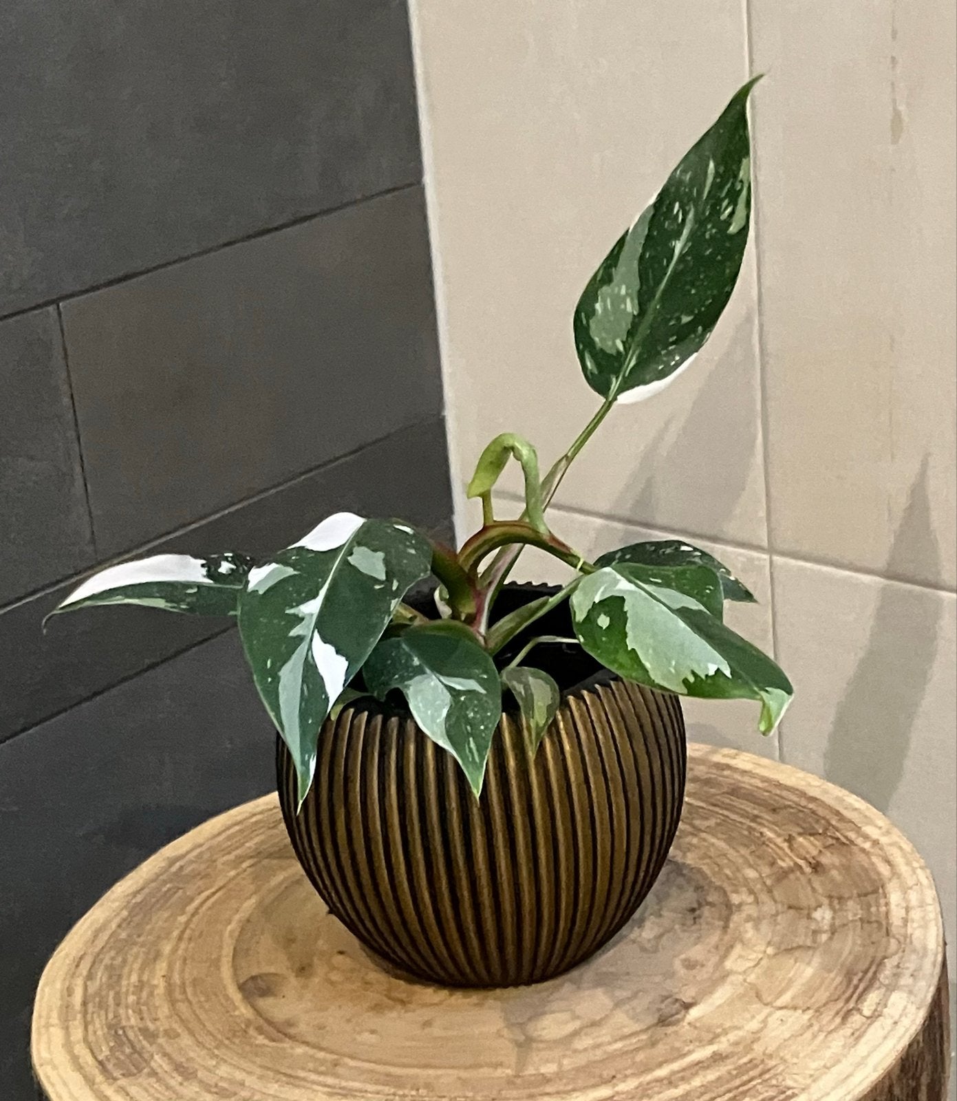 Philodendron White Princess - Prachtige kamerplant, Huis en Inrichting, Kamerplanten, Groene kamerplant, Ophalen, Halfschaduw