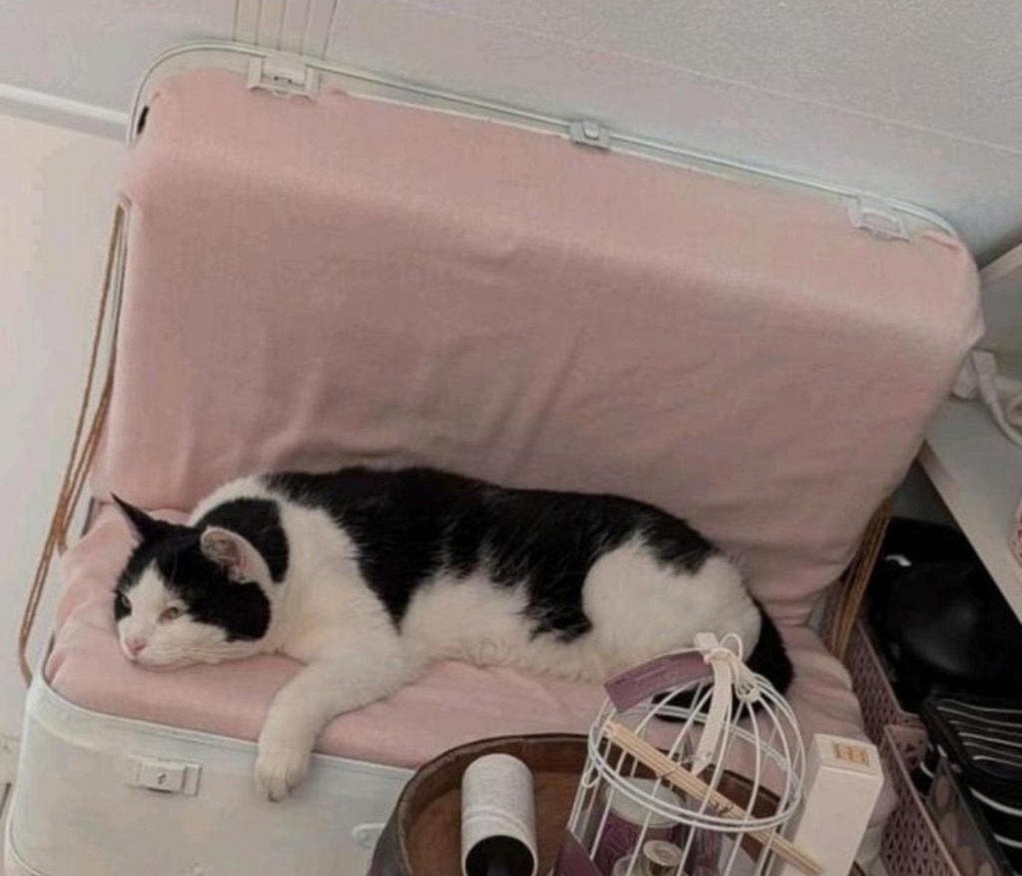 katten stoel, mand (excl ), Dieren en Toebehoren, Kattenmanden, Ophalen