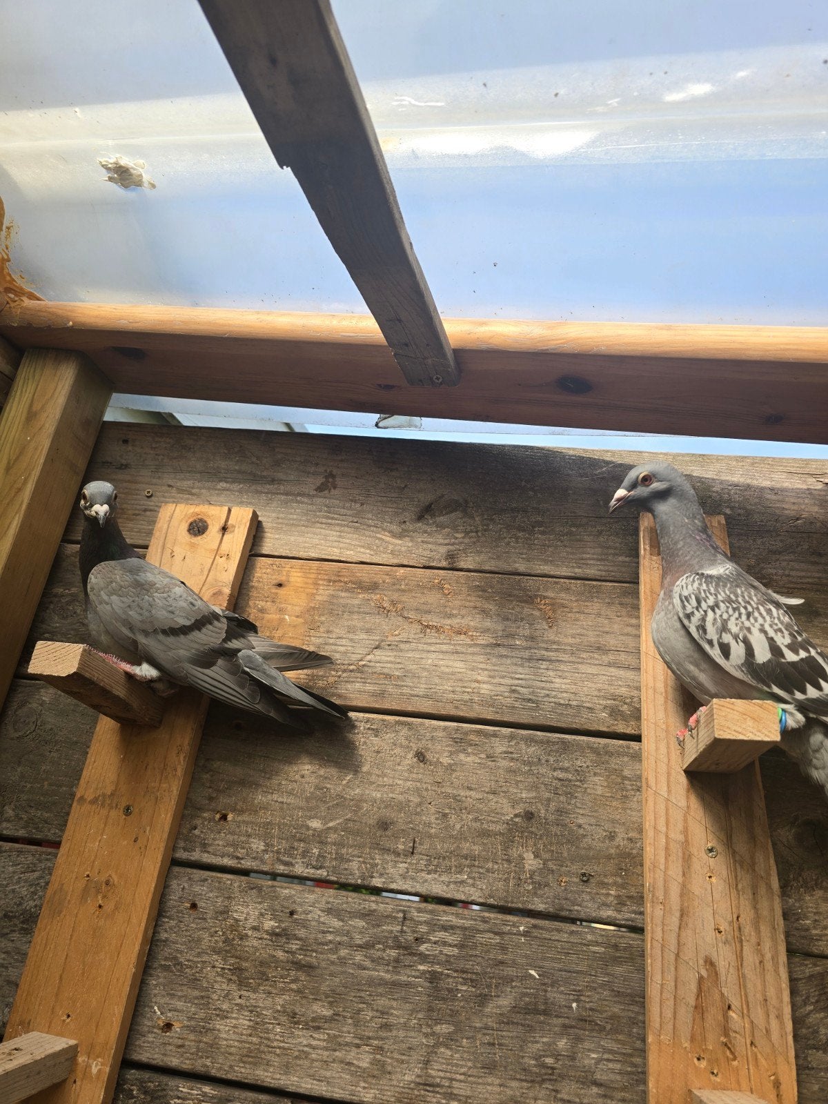 Drie jonge postduiven, Meerdere dieren, Postduif