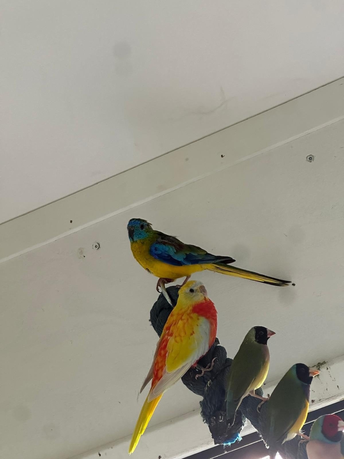 turquoise parkiete, Meerdere dieren, Parkiet