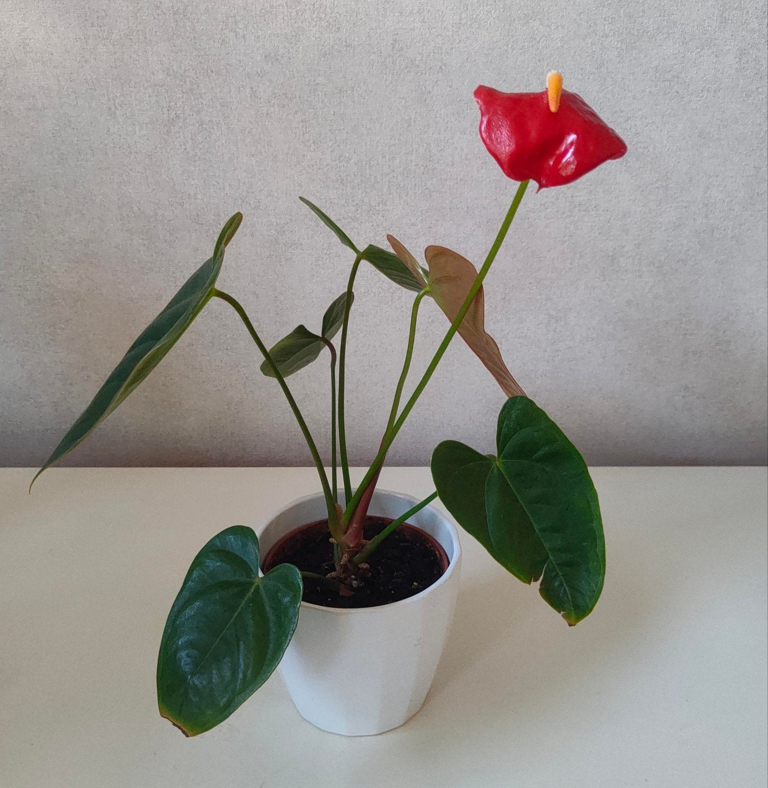 Luchtzuiverende Anthurium Flamingo plant 29-30 cm hoog, Ophalen, Overige soorten, Halfschaduw, In pot
