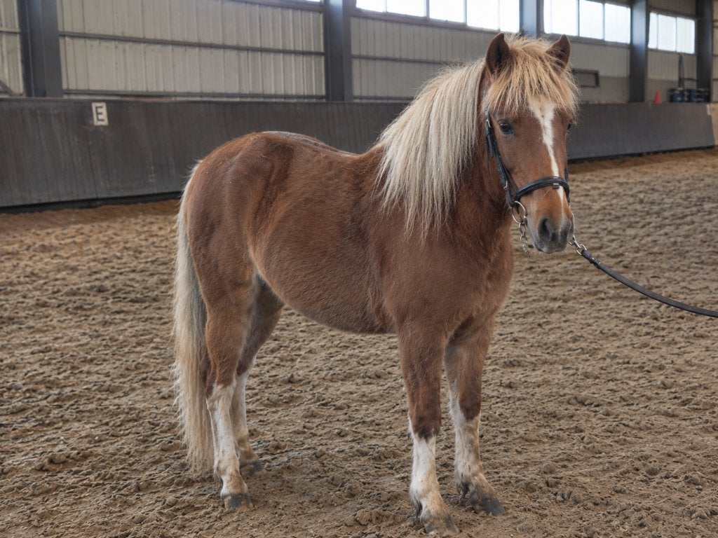 Verzorgster/bijrijdster gezocht pony, Ophalen of Verzenden, Nieuw, Overige typen