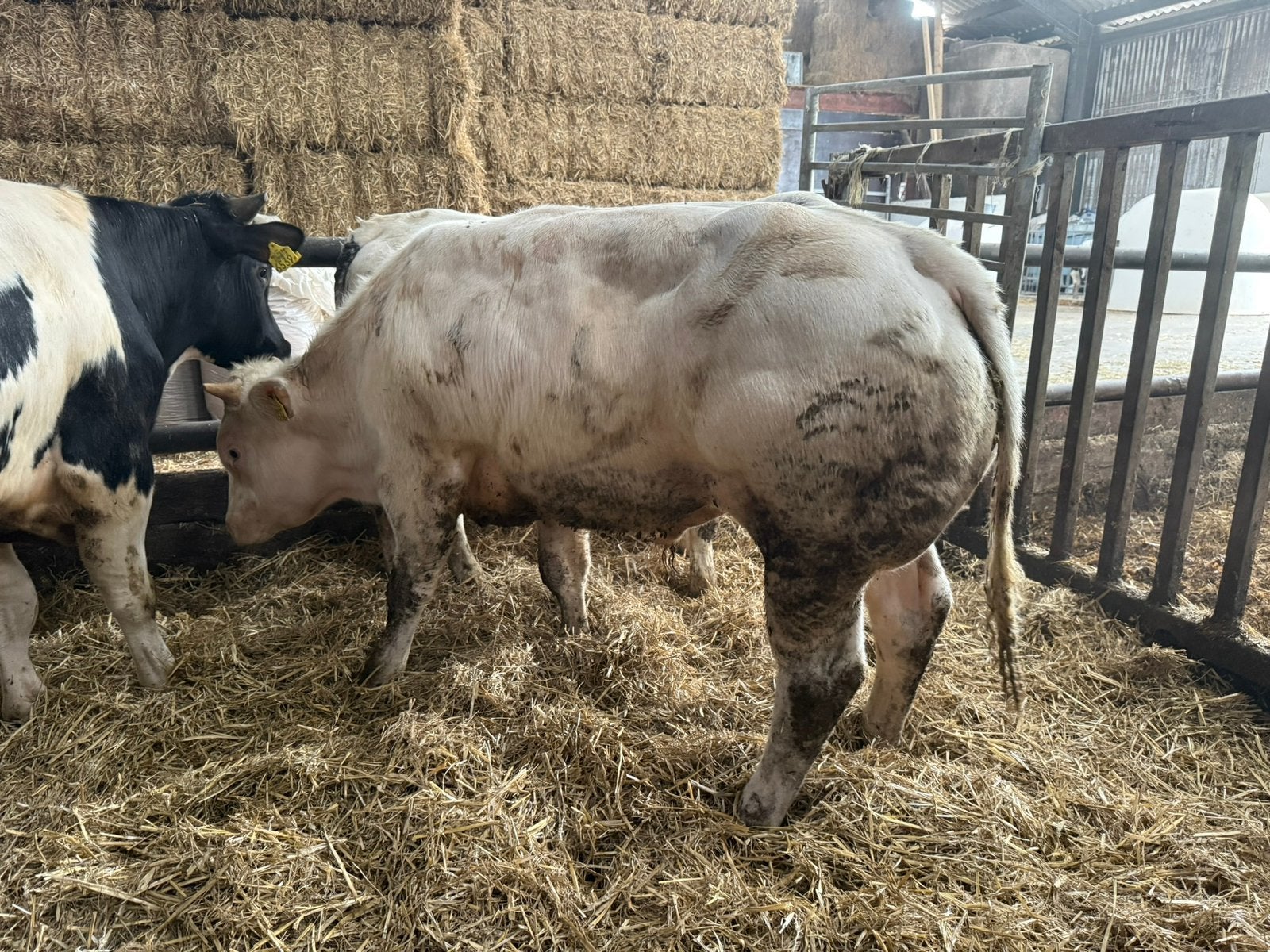 Super luxe dikbil stier te koop, Dieren en Toebehoren, Runderen, Mannelijk